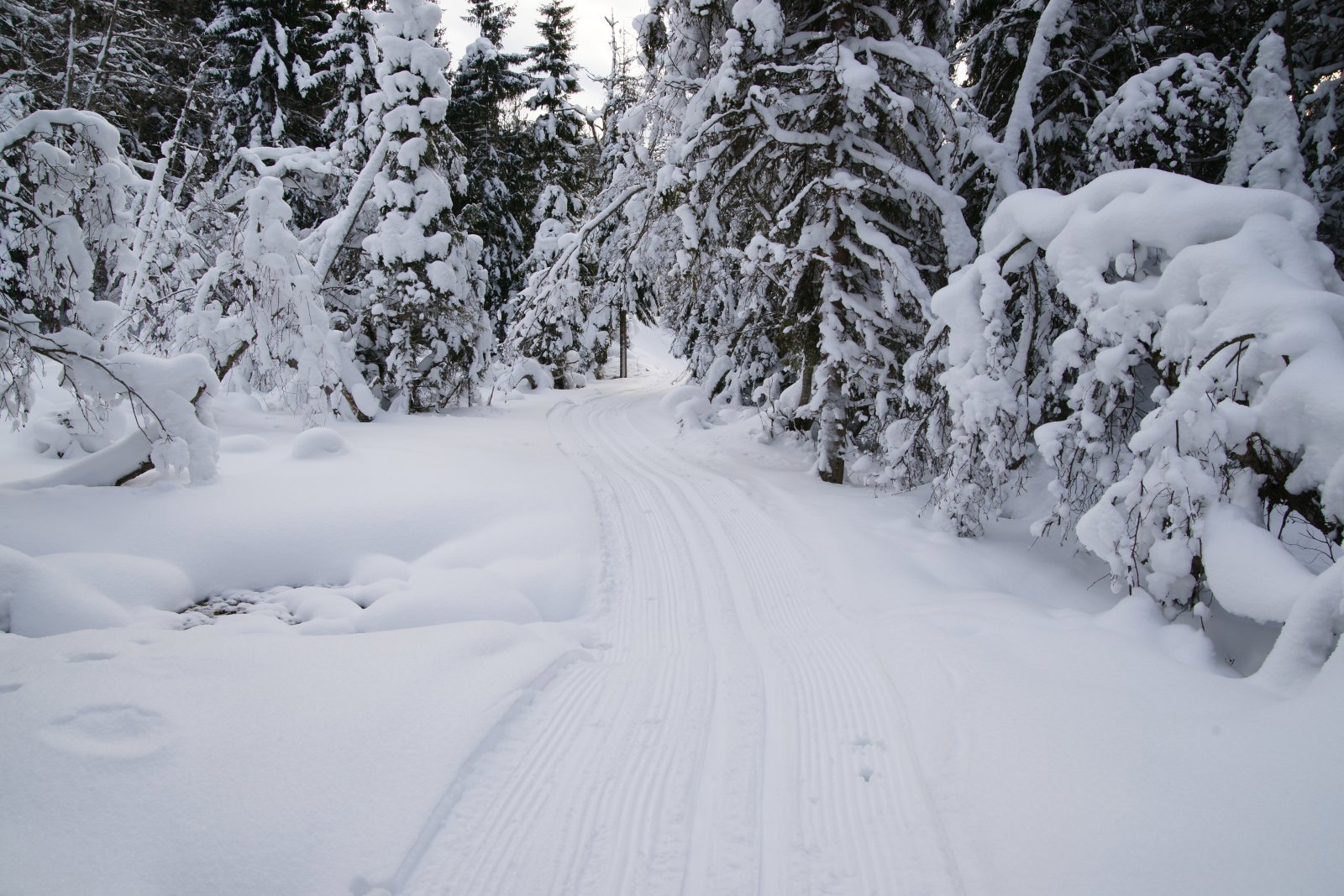 Revitalisert naturløype