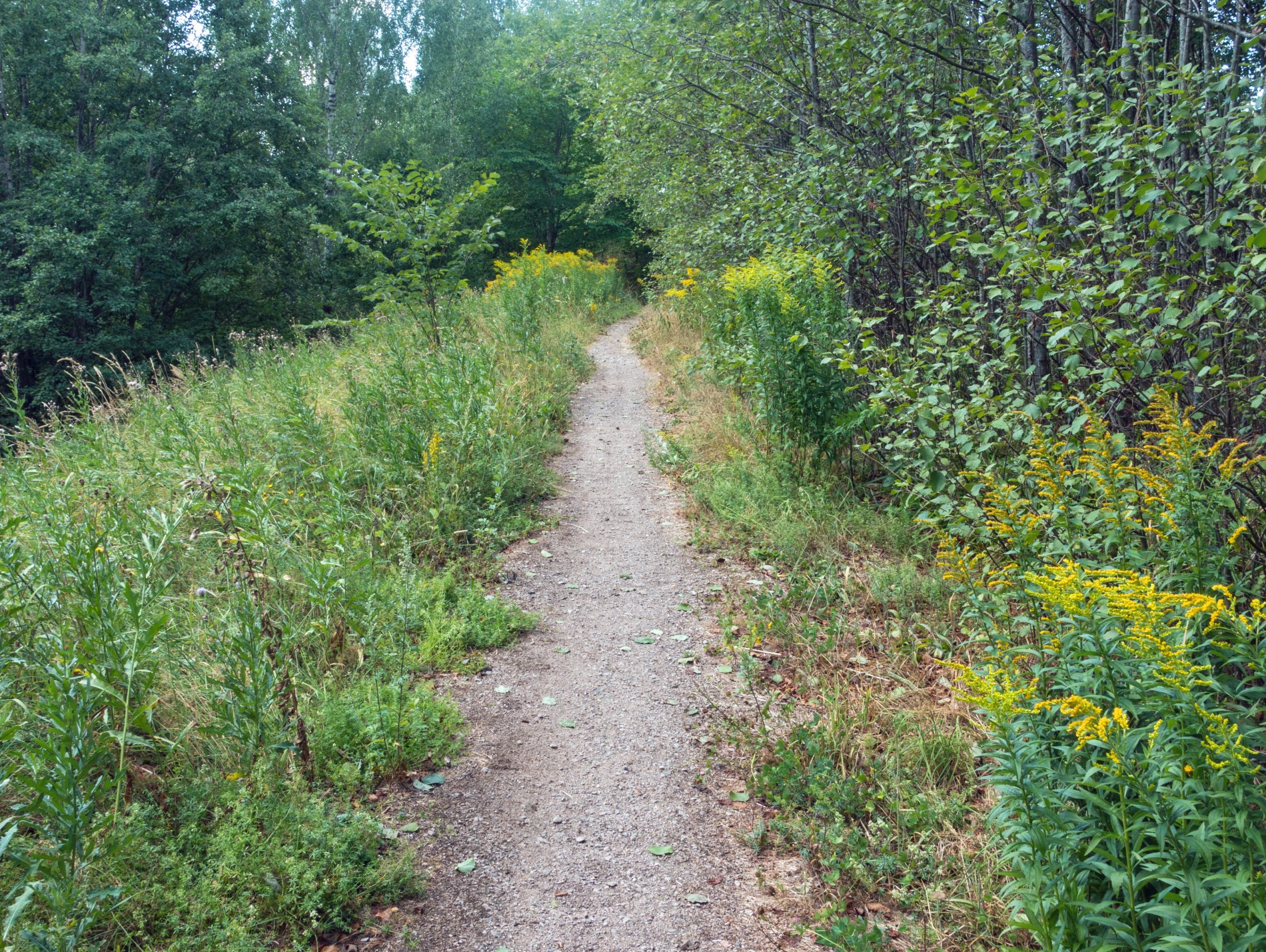 Rik vegetasjon langs Fossumbekken