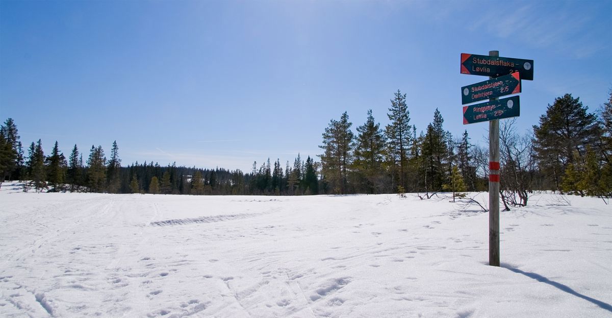 Ringsmyrene i vårlig motlys