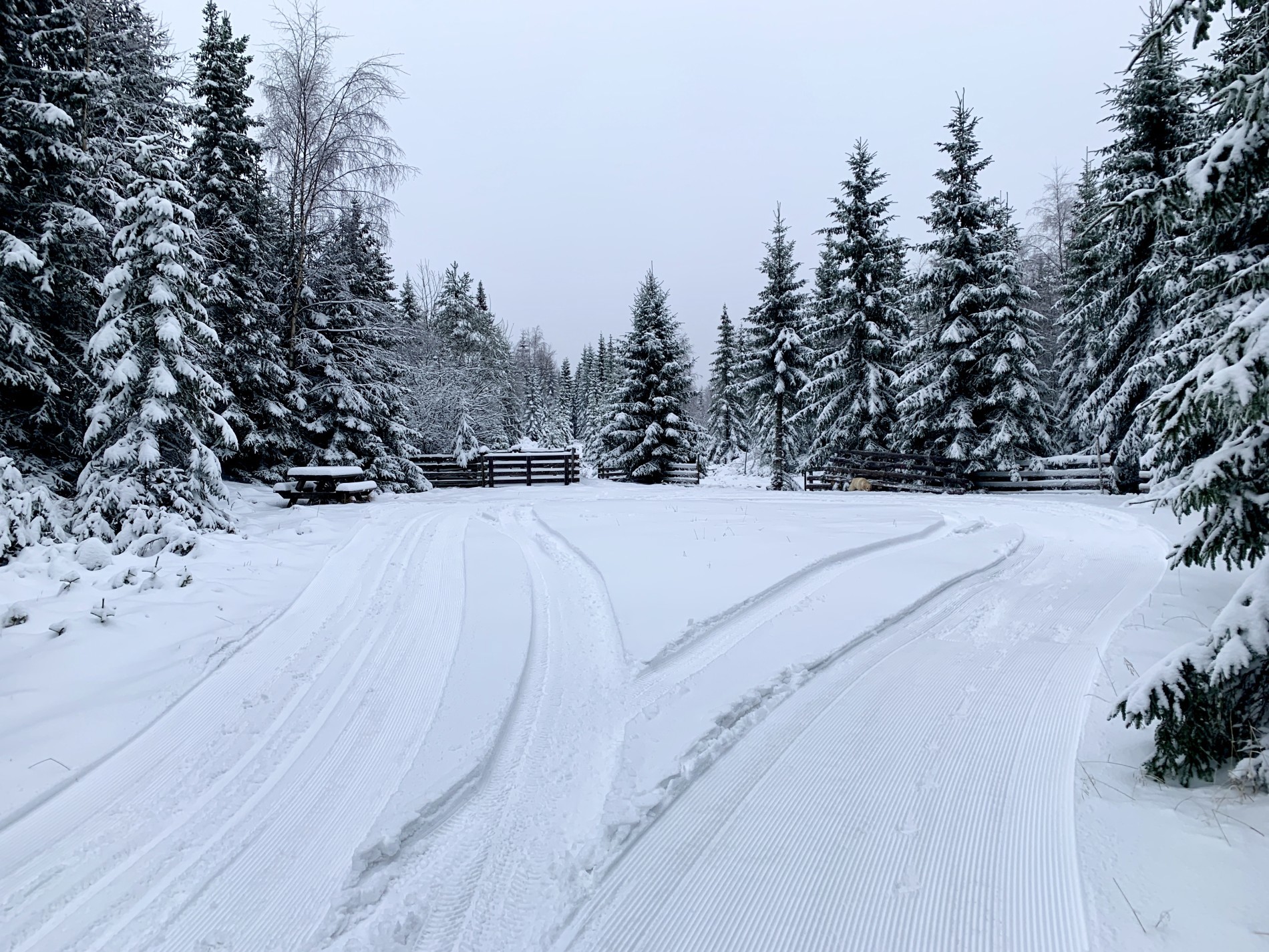Sauebingen – Porten til Skjerveknatten