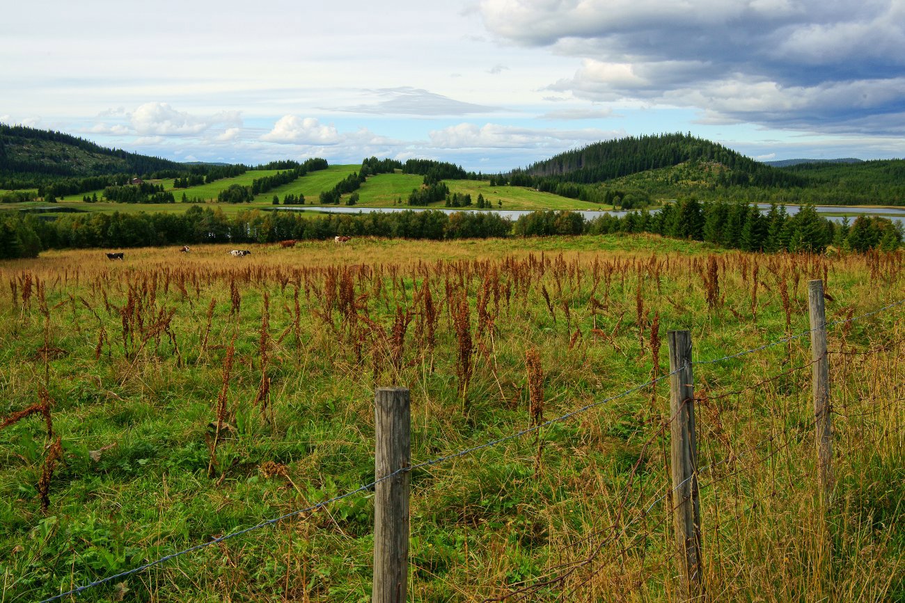 Sensommer ved Tommelsjøen