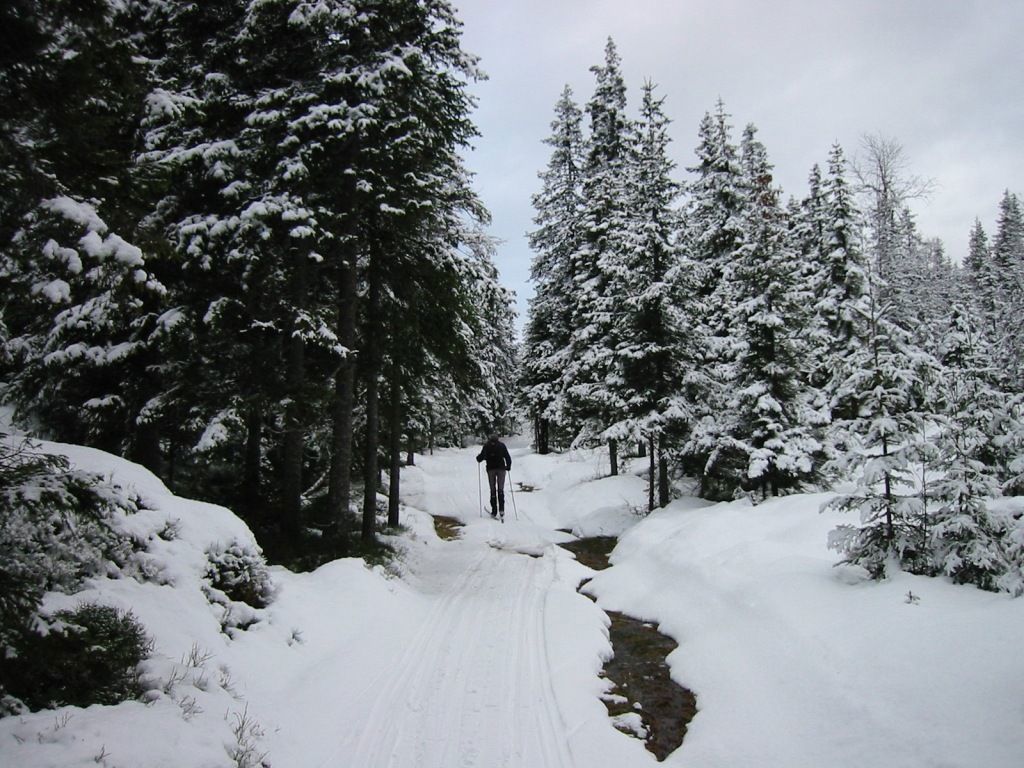 Skiløypa opp mot Gudbrandstjern