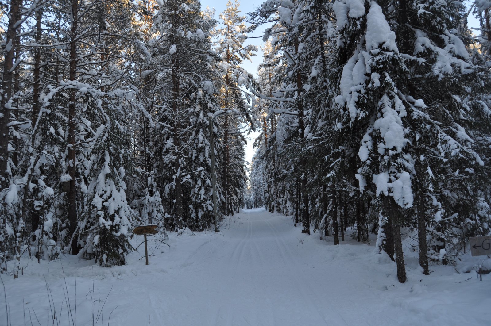 Skogholt etter Presteseterjordet