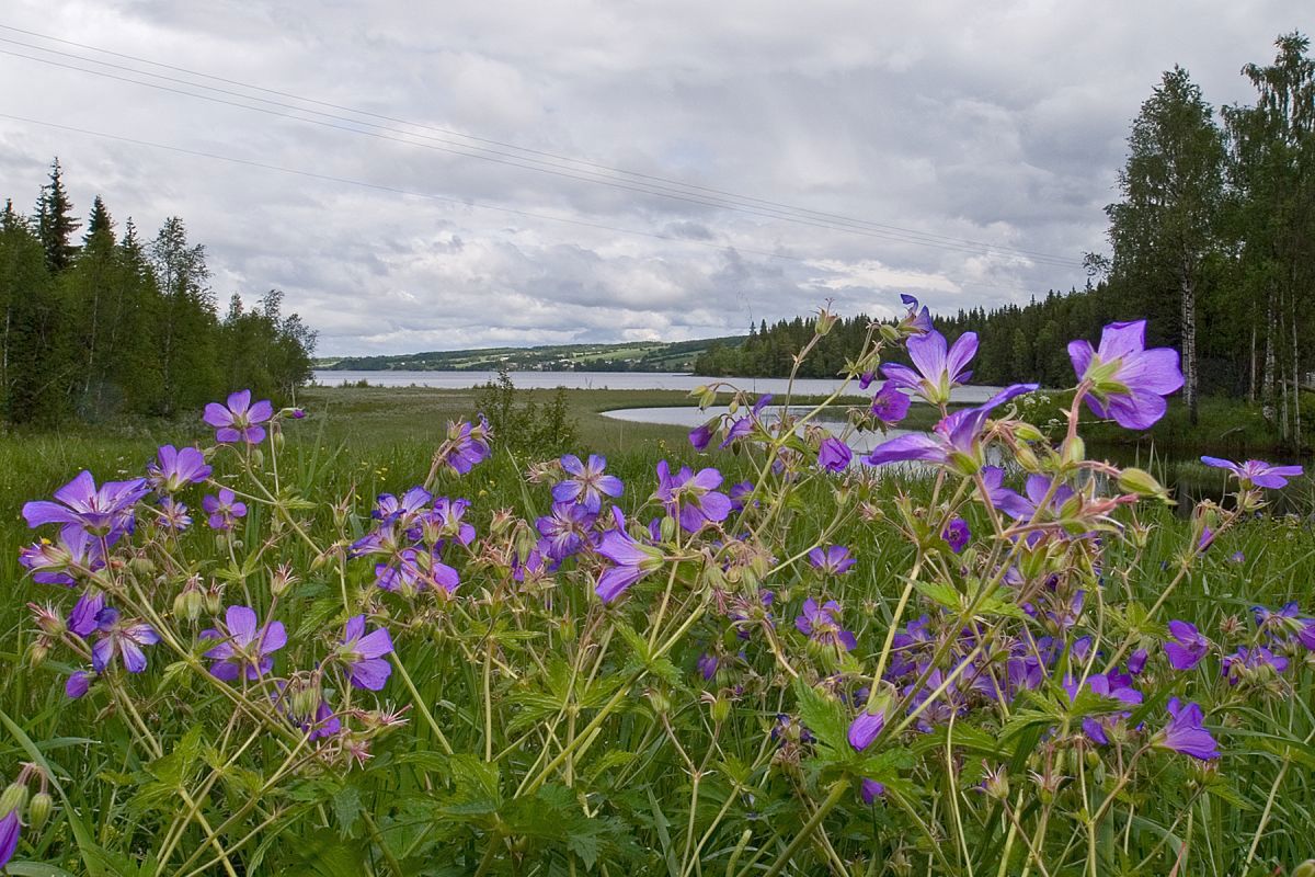 Skogstorkenebb ved Einafjorden