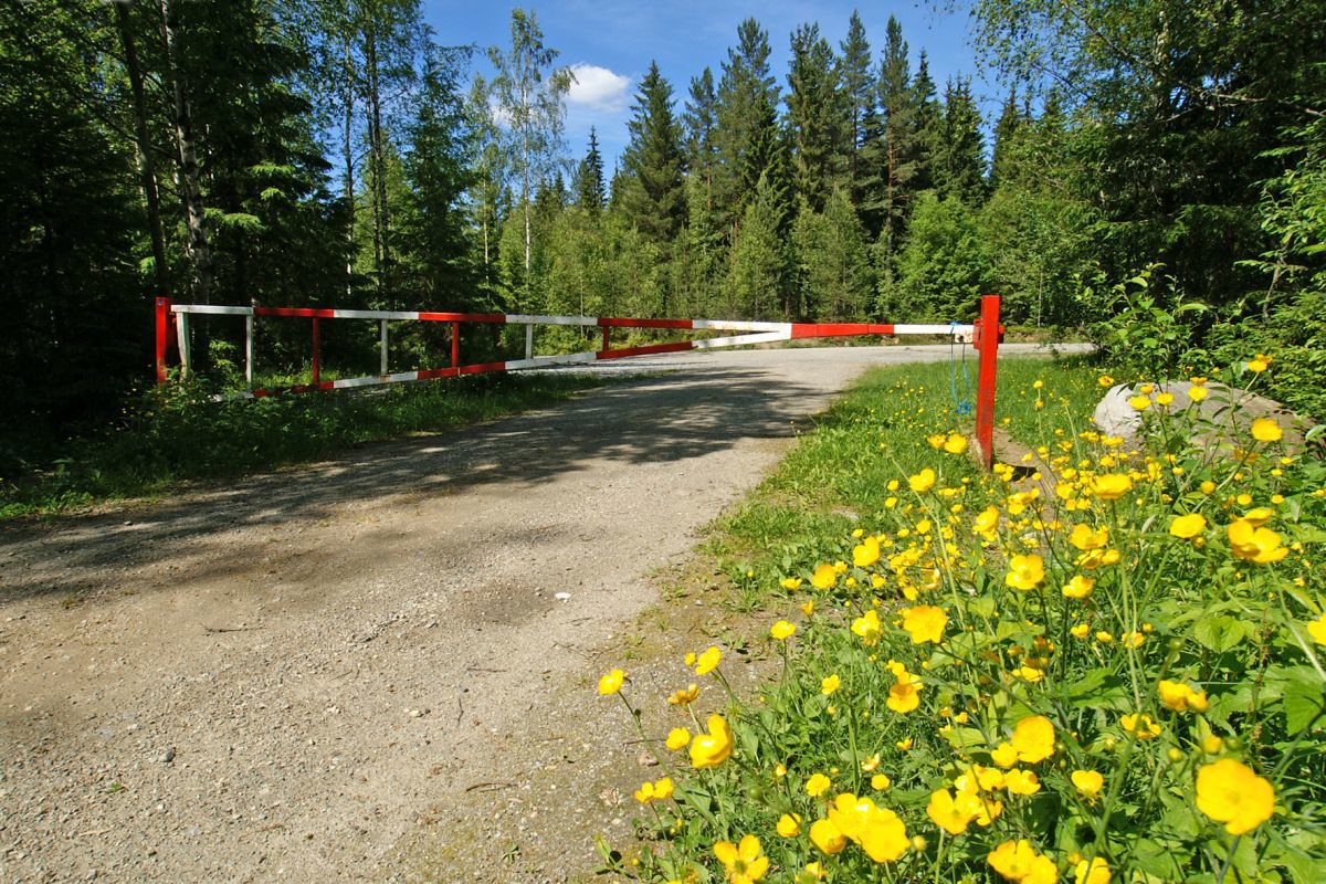 Smørblomster ved bommen