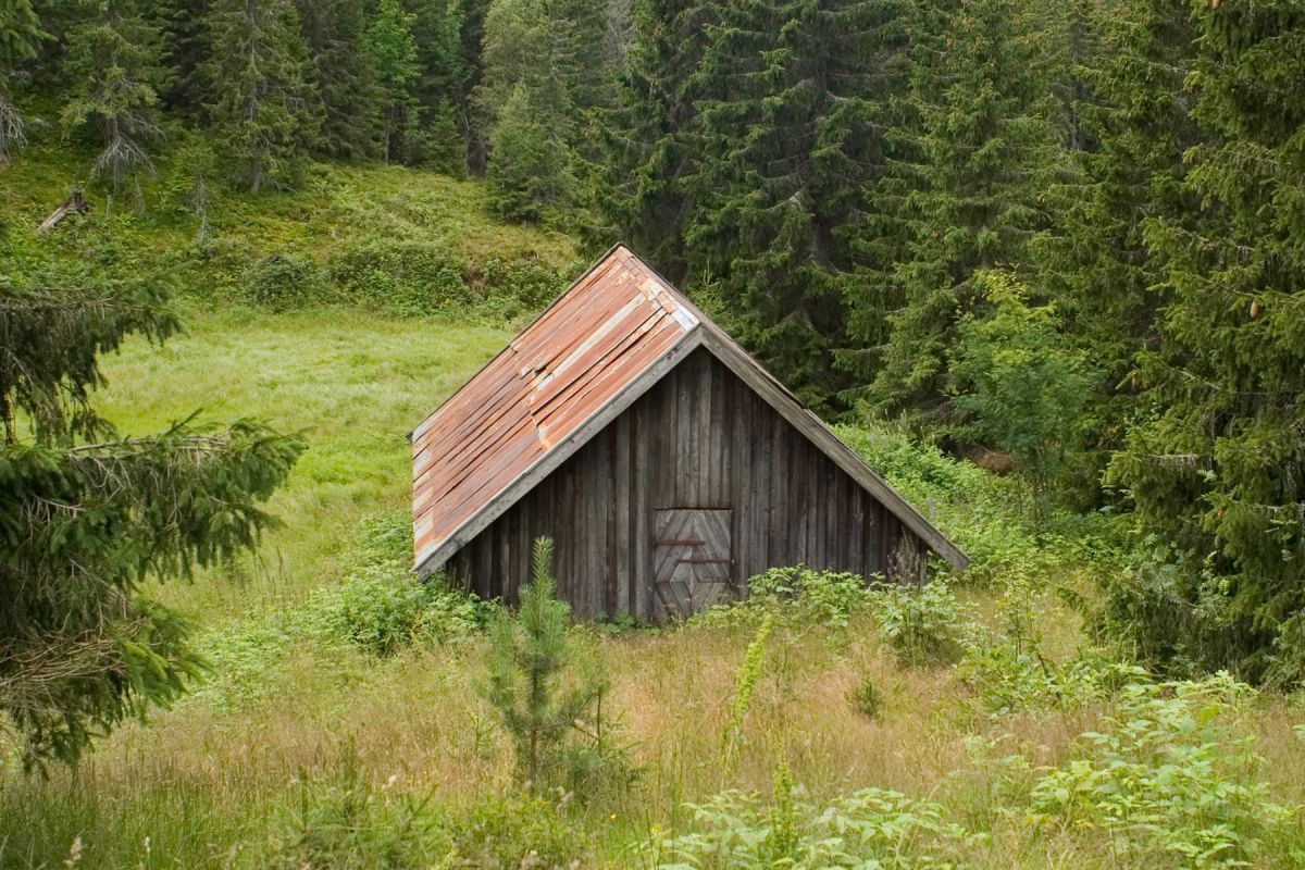 Snart slukt av skogen