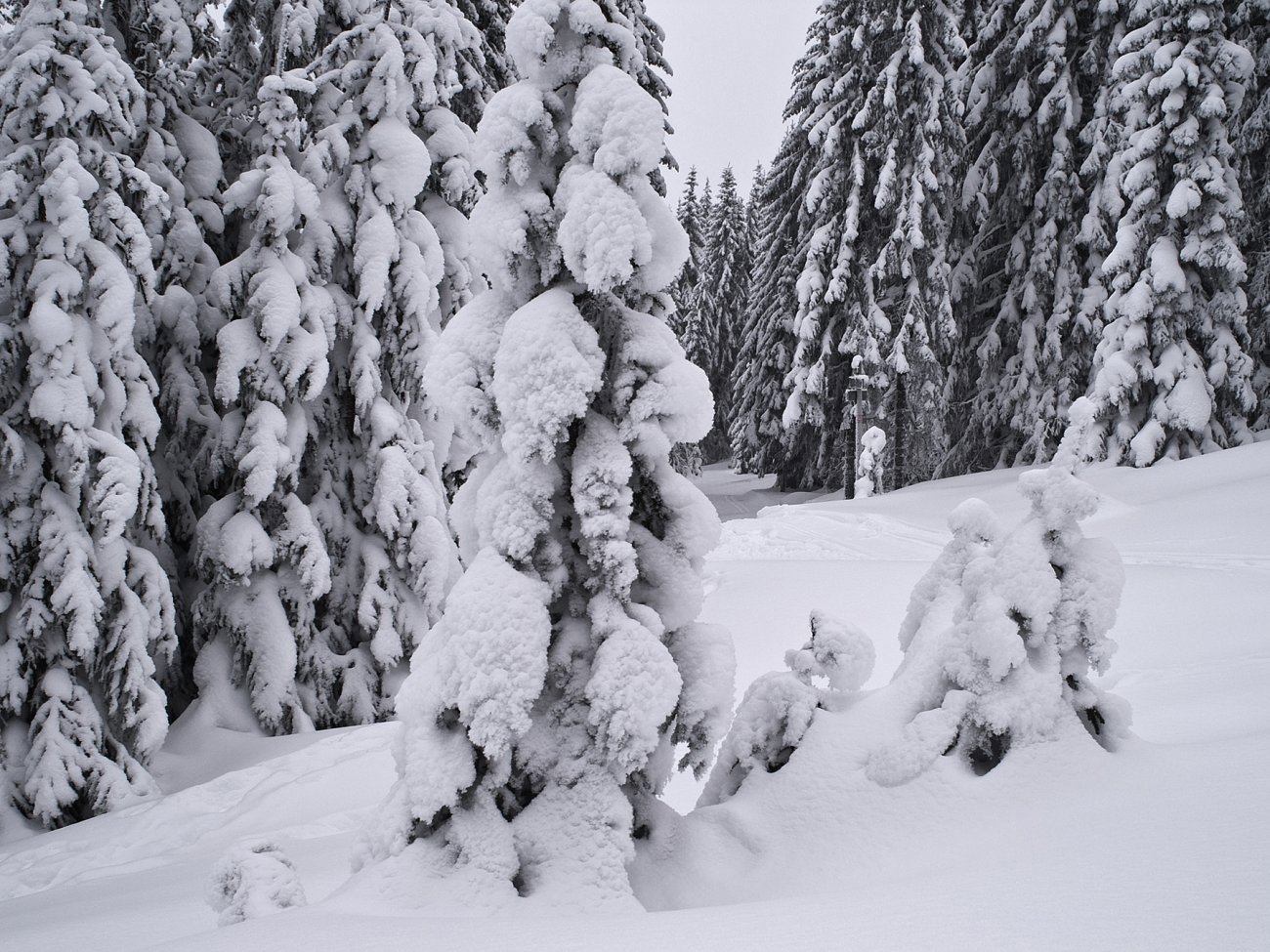 Snetunge grantrær ved Nysetra