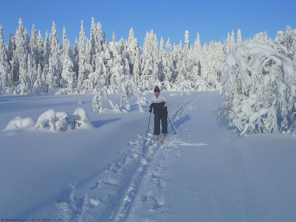 Snetunge trær på Bærumsmarkas tak