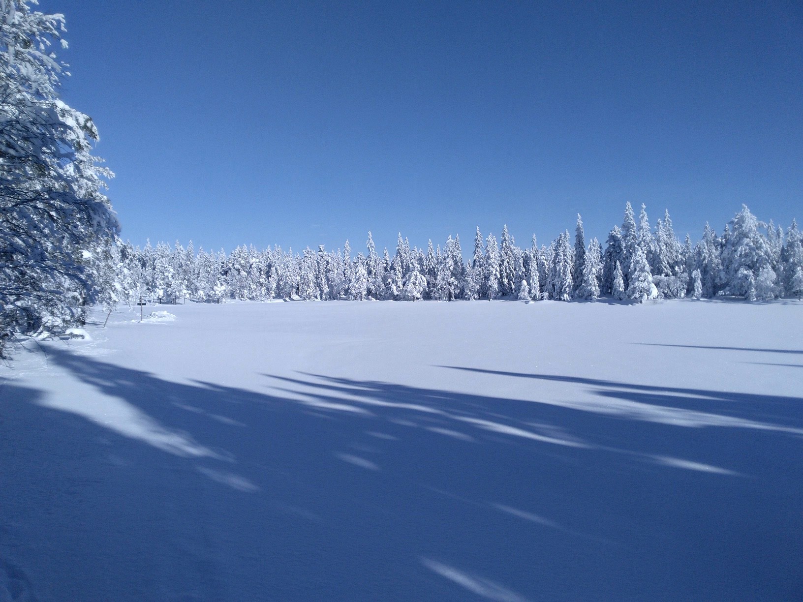 Snødekt skog og klarvær