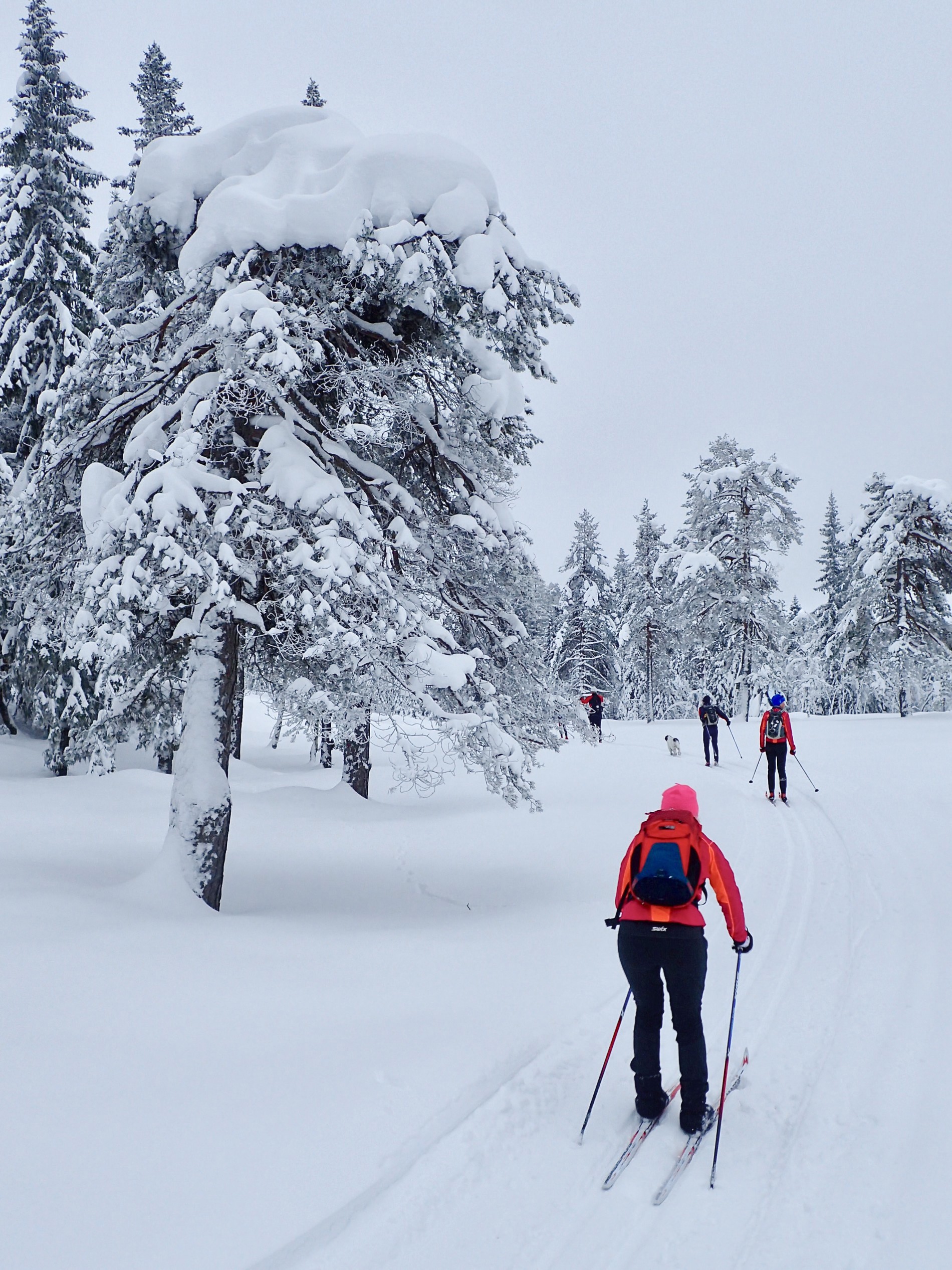 Snøtung furu på Krokskogen