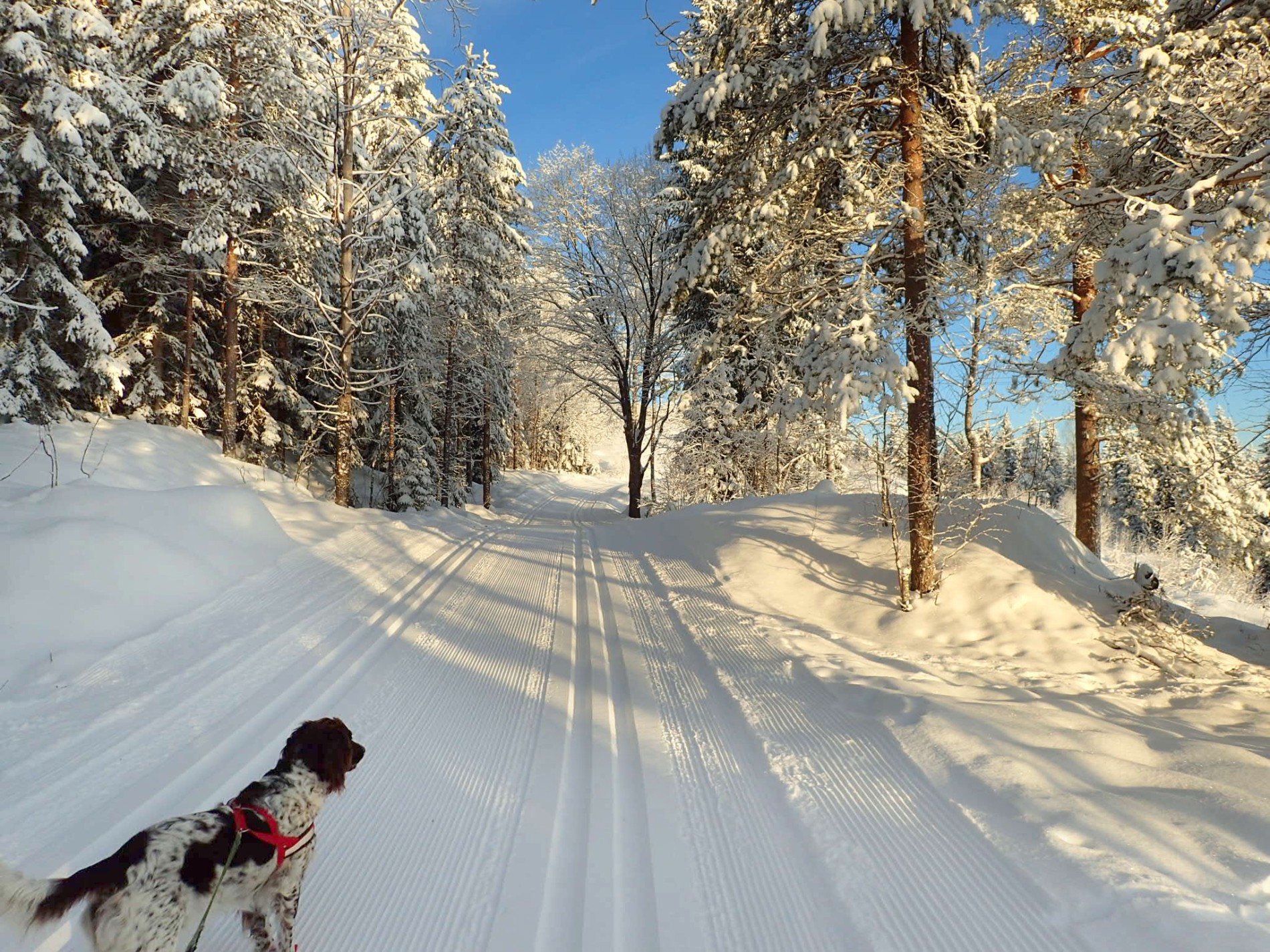 Sola skinner i Marka