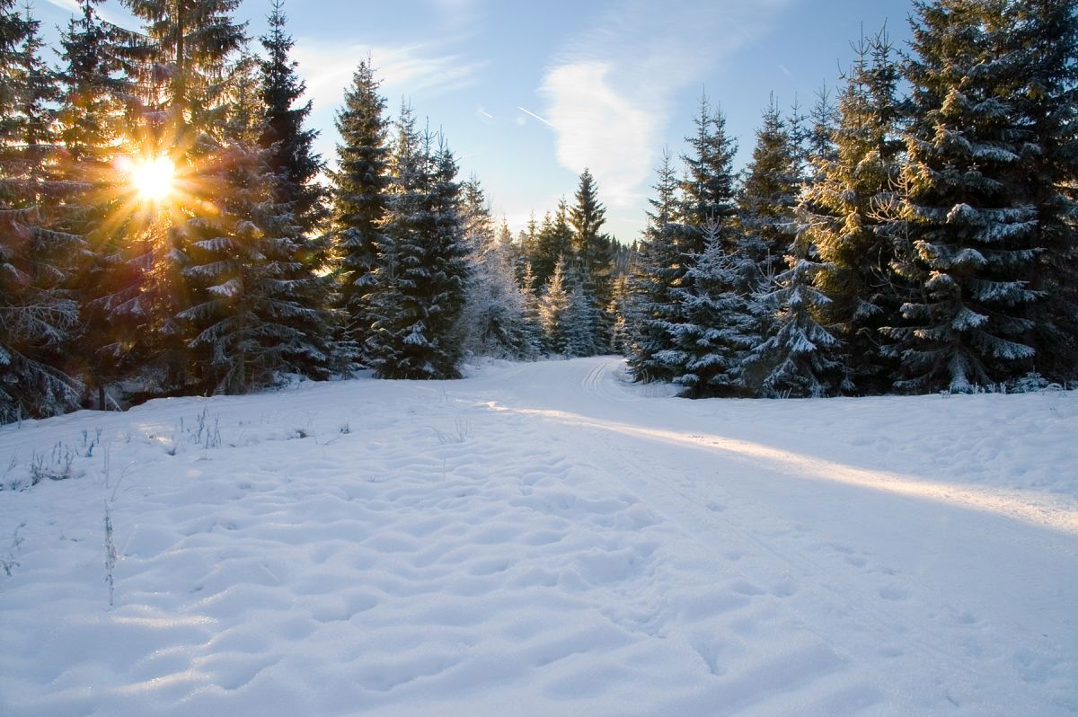 Solen treffer løypen ved Kampevaddammen