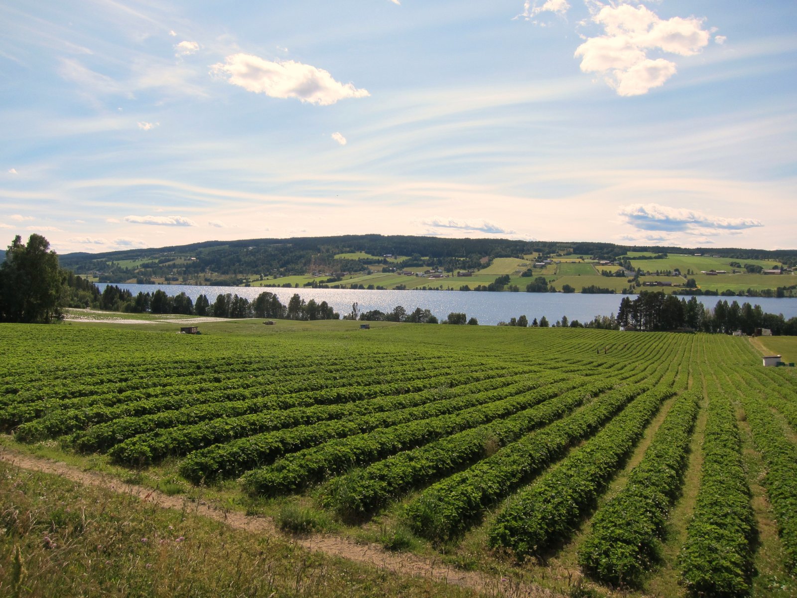 Sommer ved Einafjorden