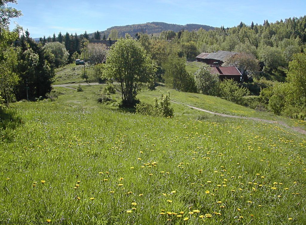 Sommeren er for alvor kommet til Blankvannsbråten