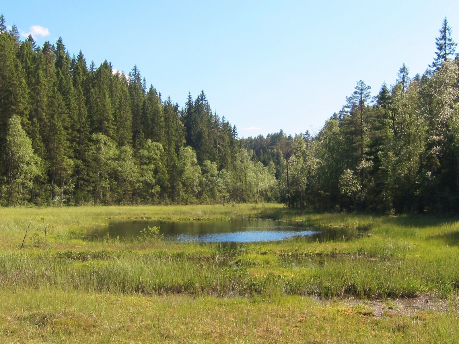 Sommerlig ved Putten