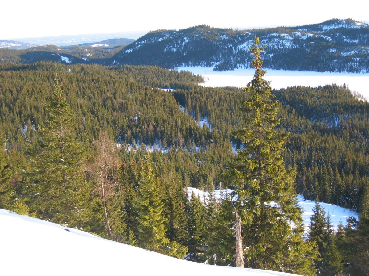 Søndre Heggelivann sett fra Gråberghaugen