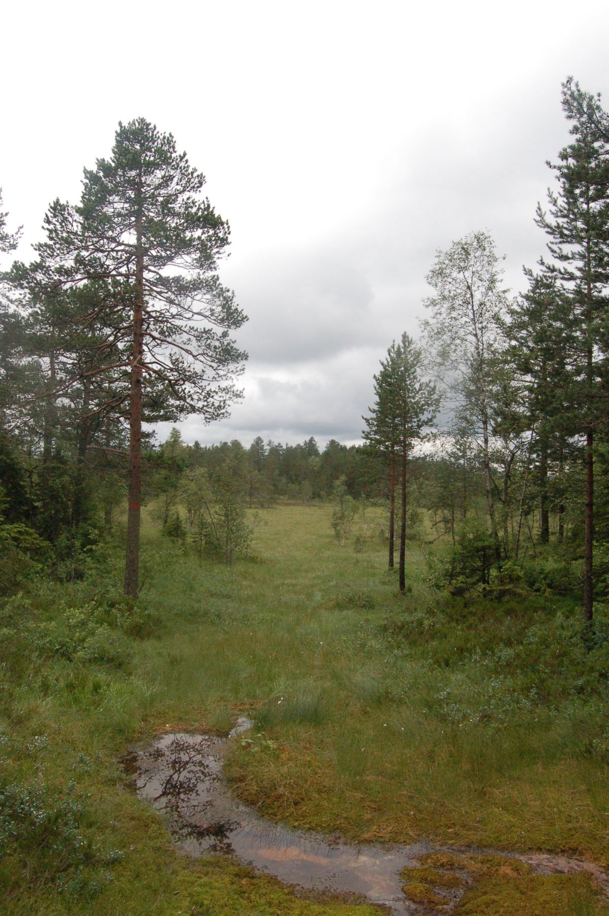 Sørover på Vardåsen