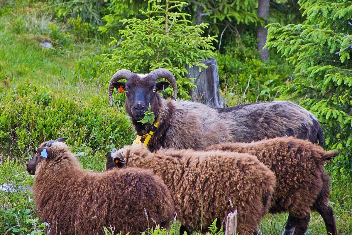 Spelsau i Nordmarka!