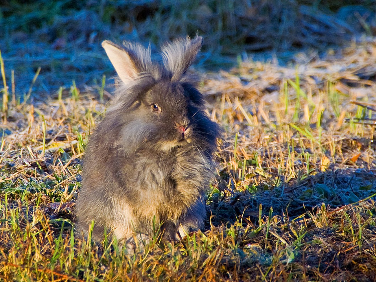 Spenstig krabat i morgenlys