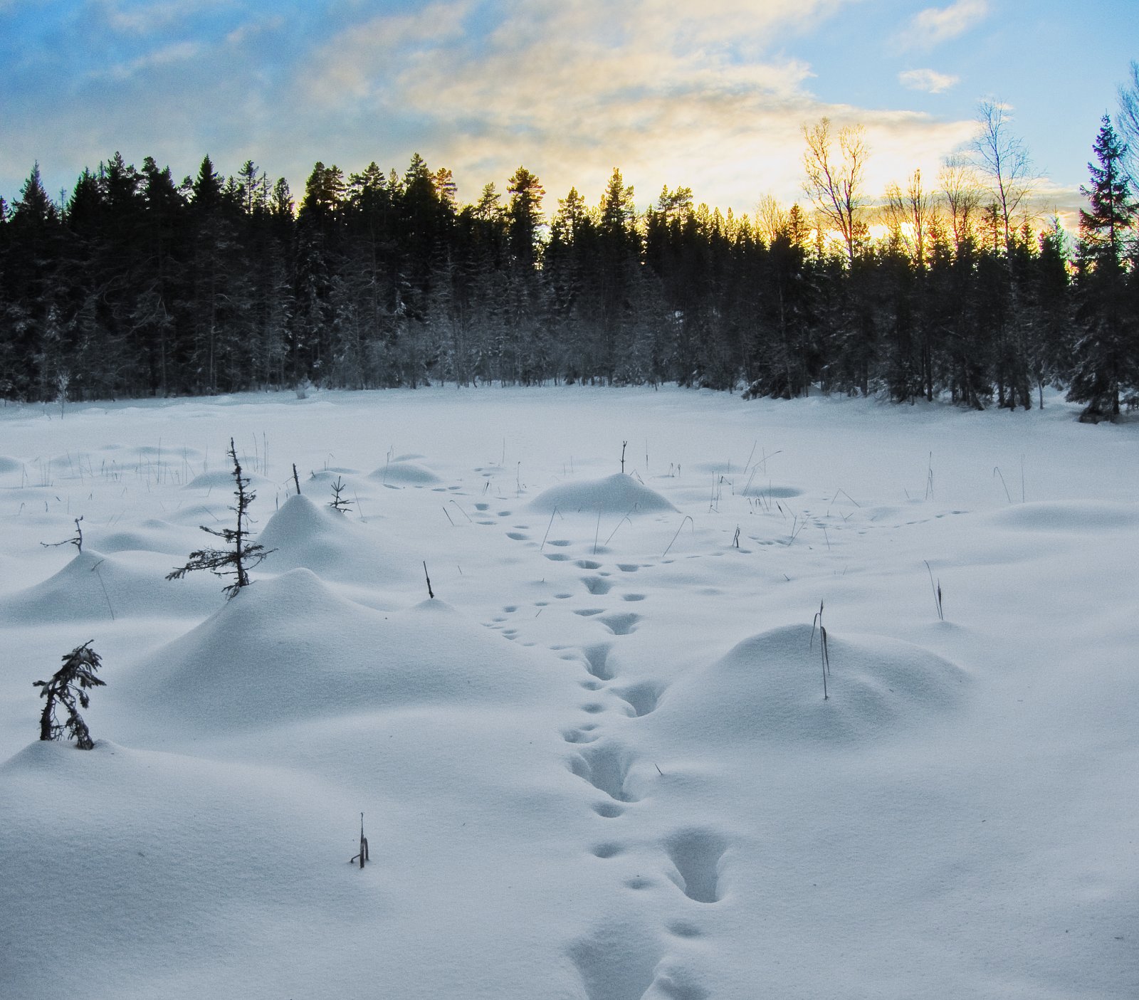 Spor ved Kringletjern