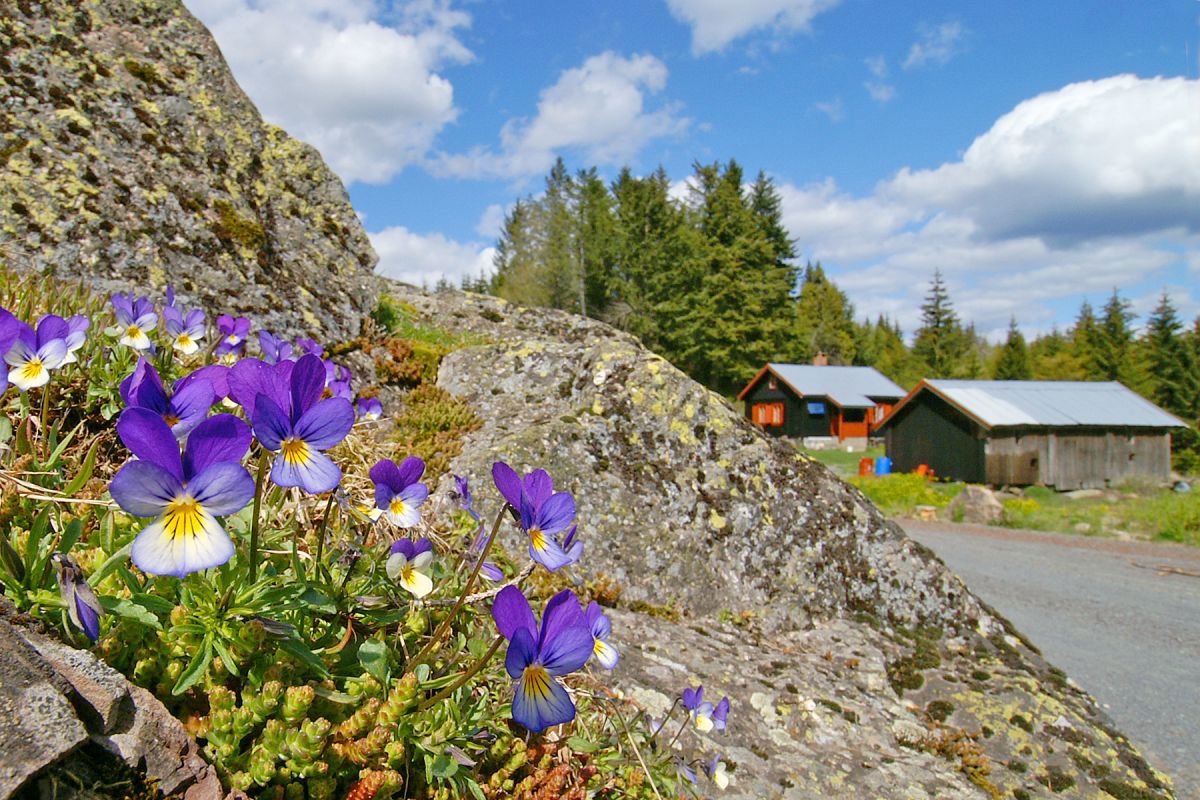 Stemorsblom ved Benteplassen