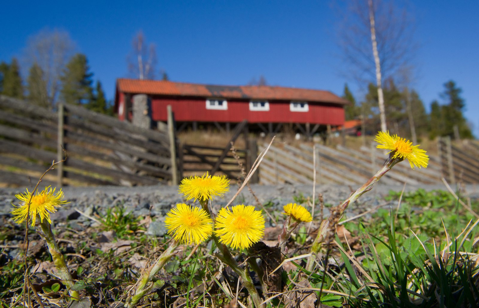 Sterke farger ved Steinsvollen