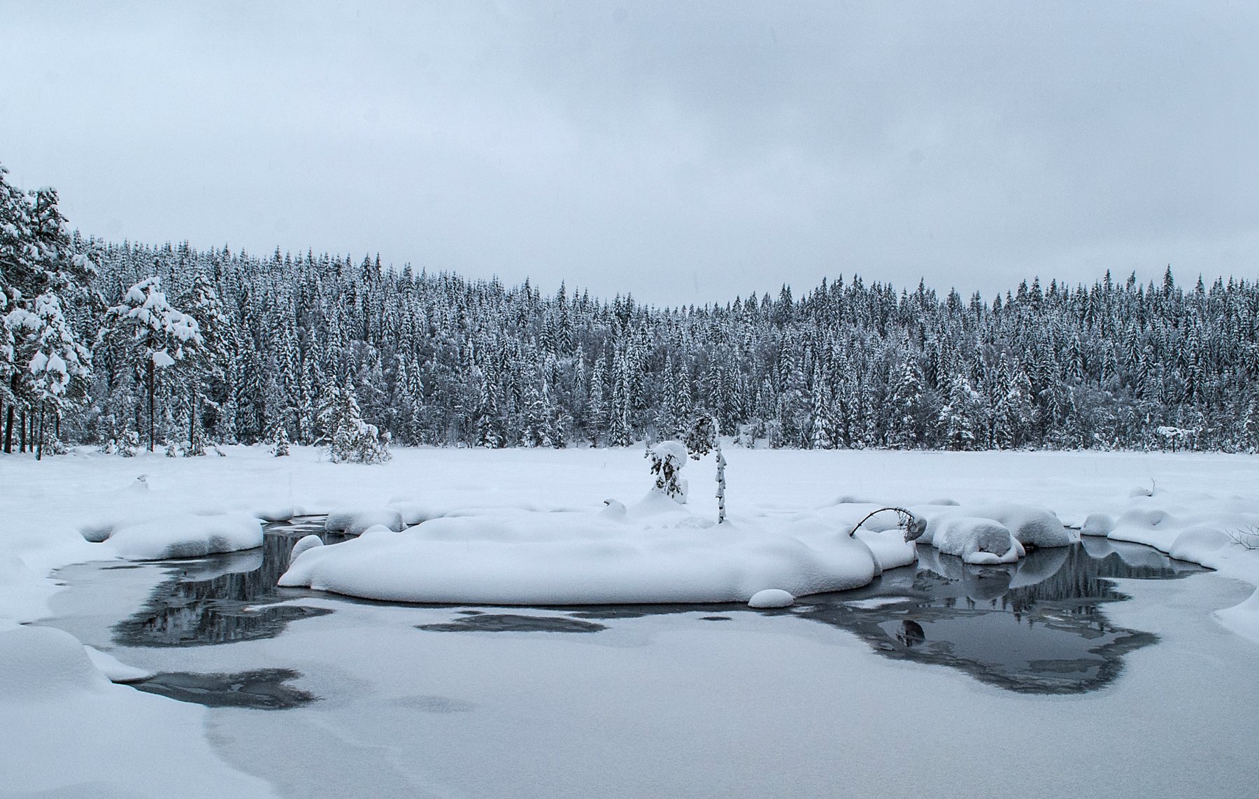 Svartputten i januar