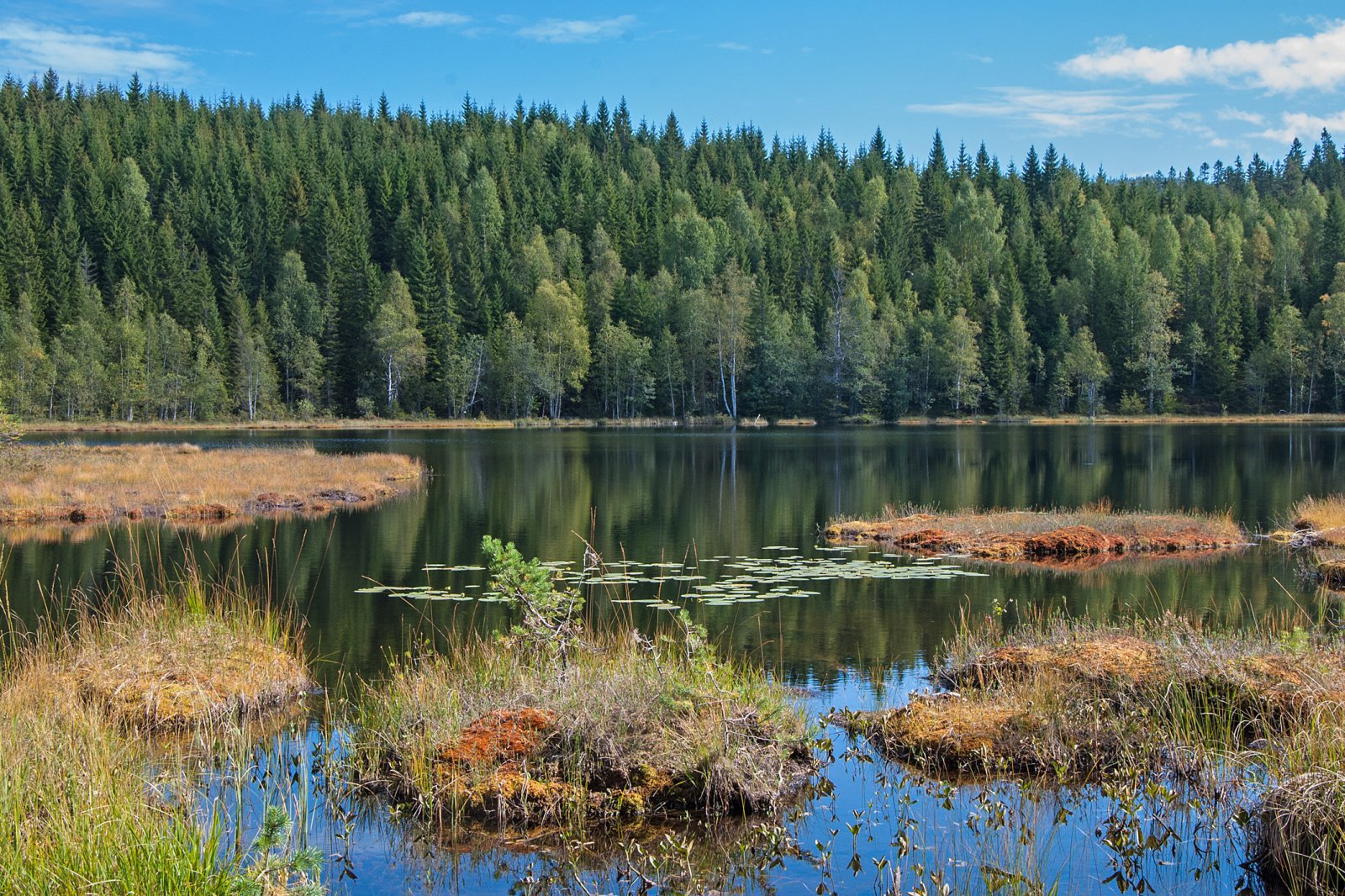 Svartputten tidlig i september