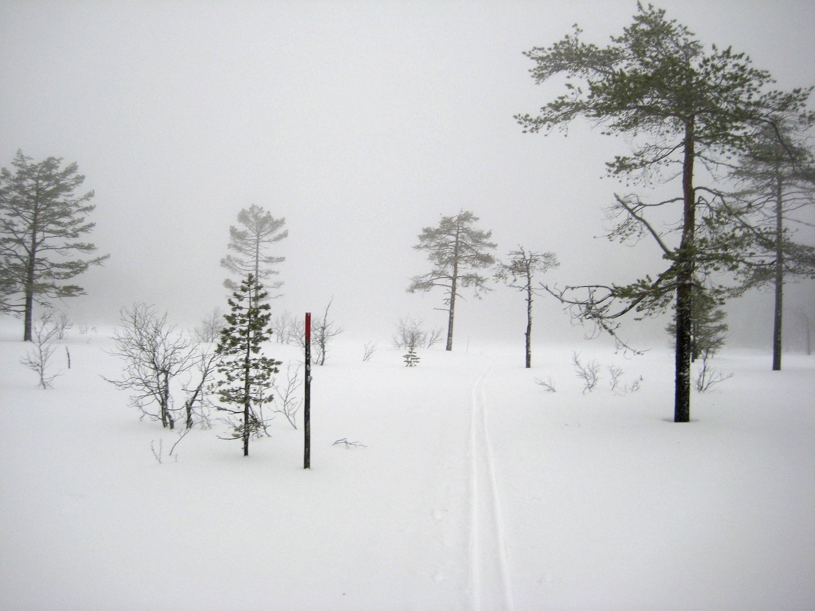 Tåke ved Svarttjerna