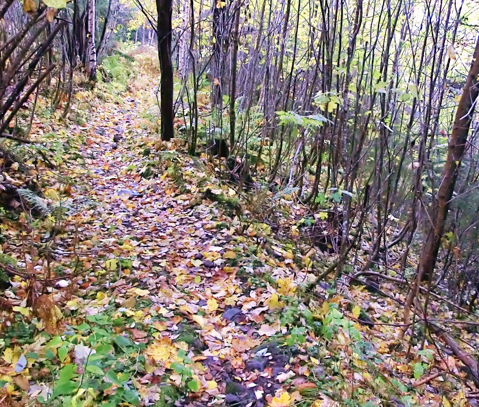 Teppefall i Nordkleiva