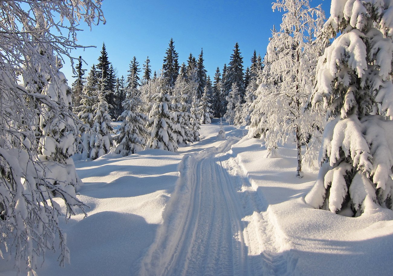 Til stede i julekortet