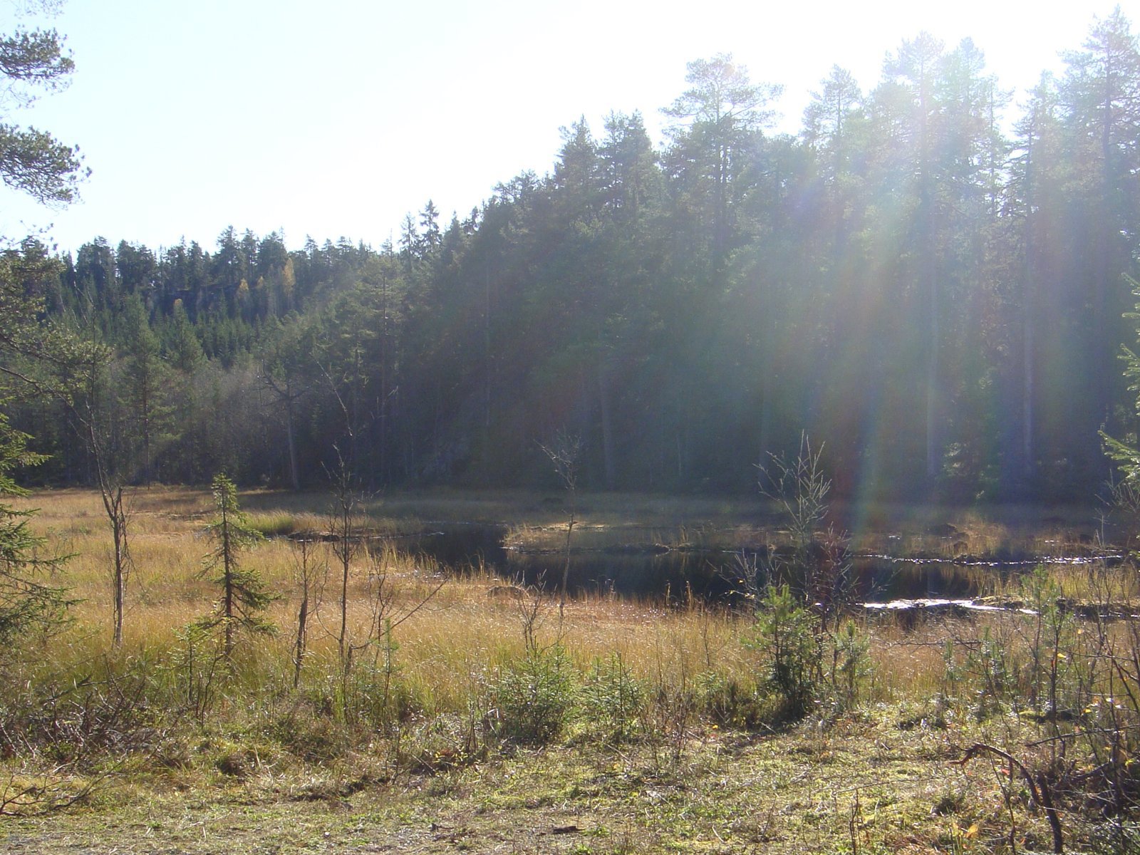 Tjernet ved trillestien