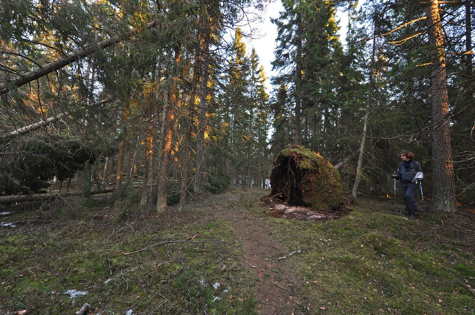Toppen av Slengfehøgda