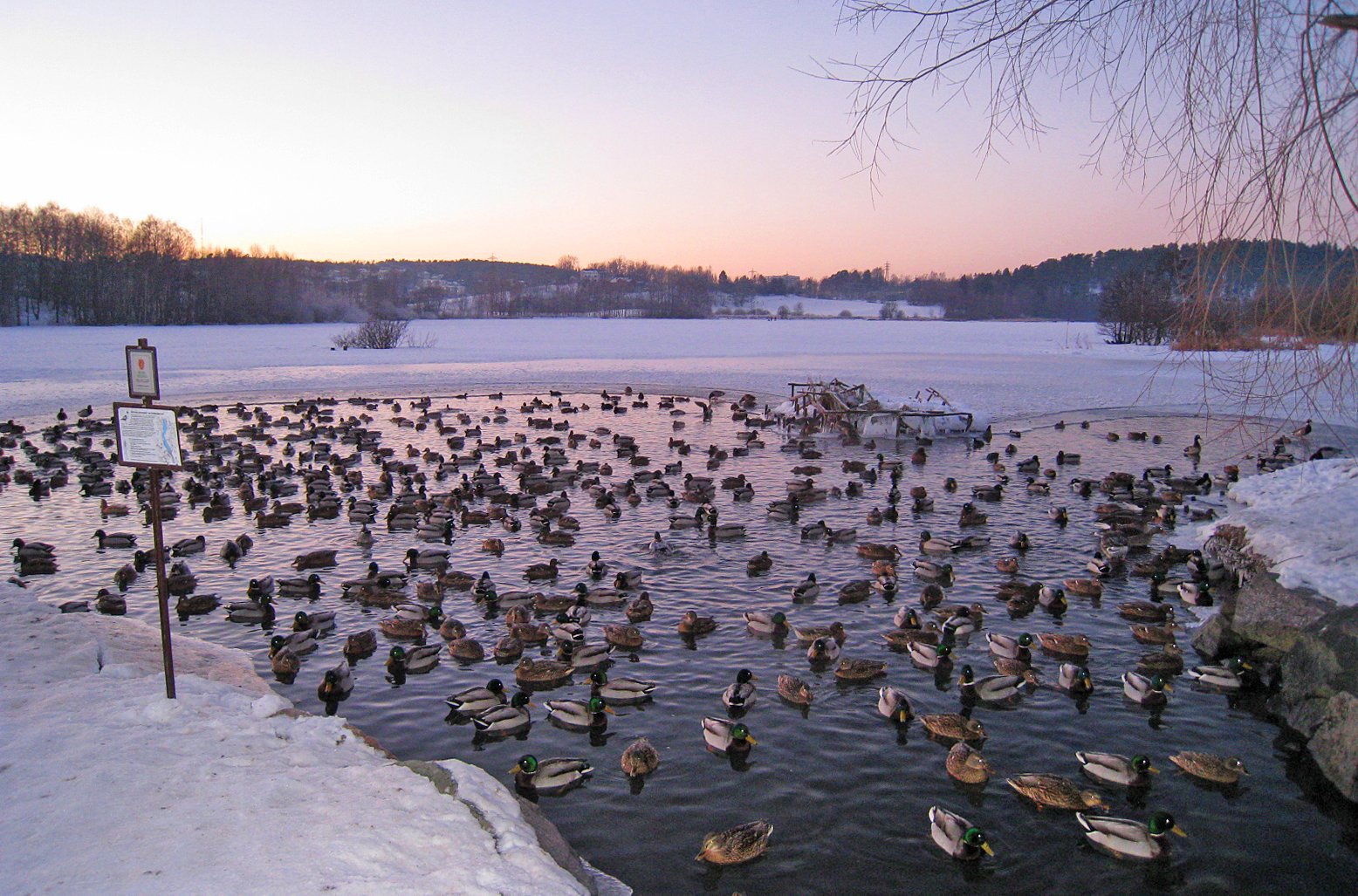 Trangt for endene på Østensjøvannet nå