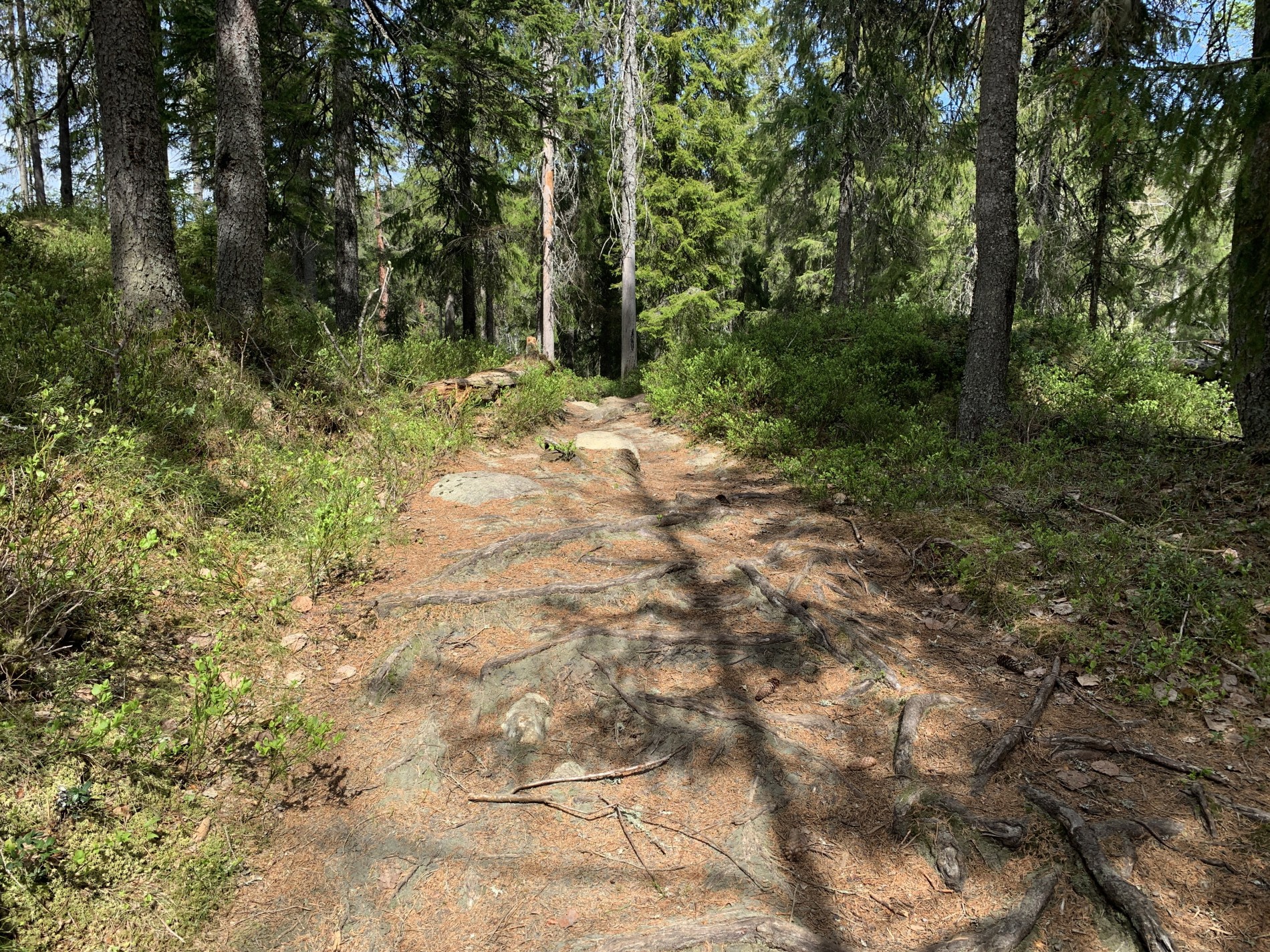 Trillestien ved Tonevann