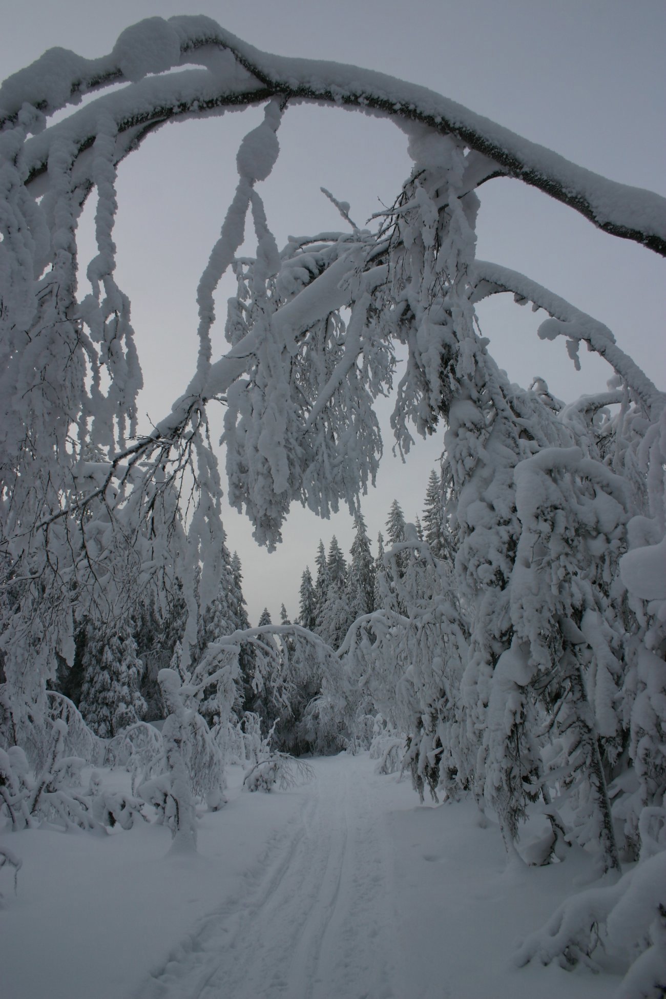 Trolske spor