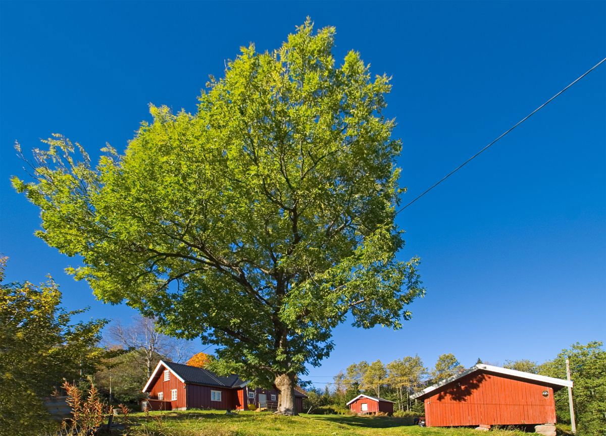 Tuntreet på Jenserud