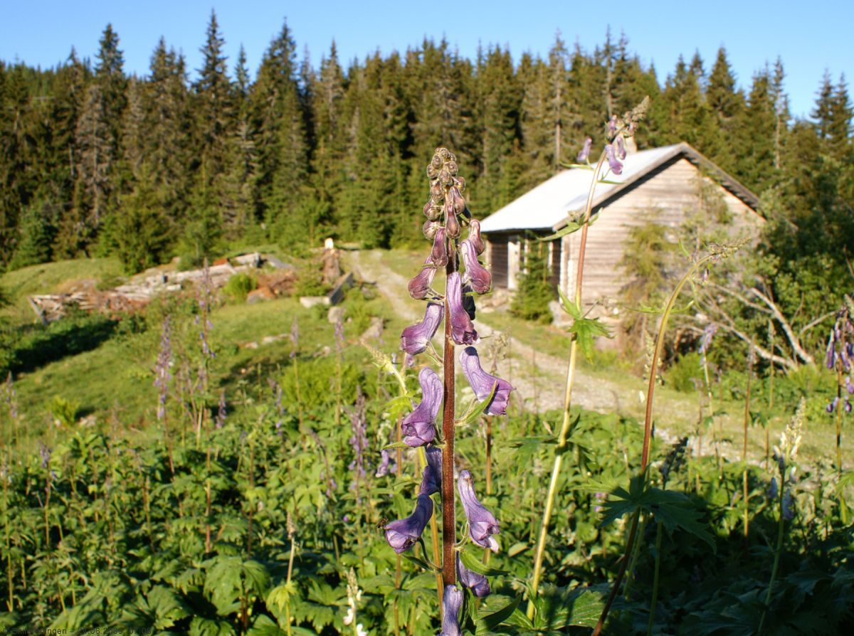 Tyrihjelm ved Skjennumsætra