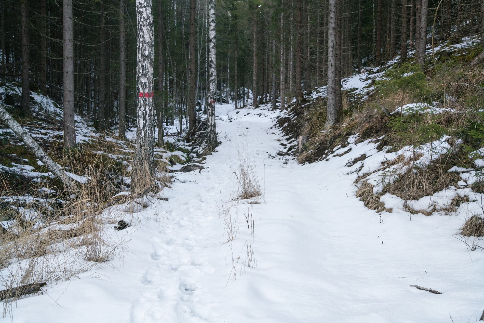Uten skispor