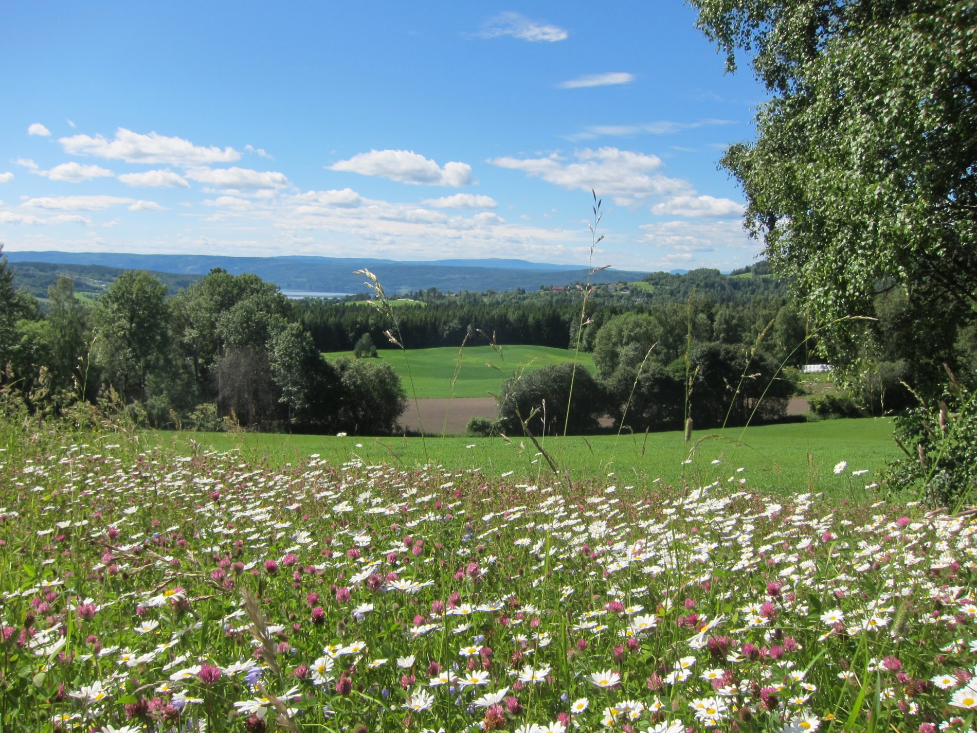 Utsikt fra blomstereng