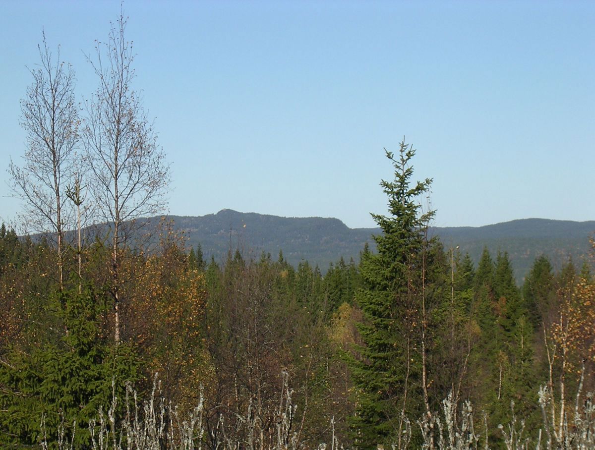 Utsikt mot Gyrihaugen fra Briskehaugen