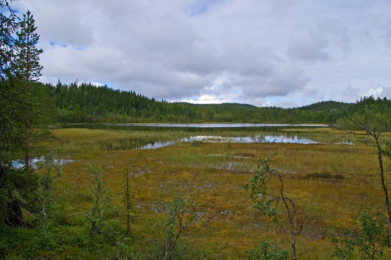 Vått ved Vambutjern