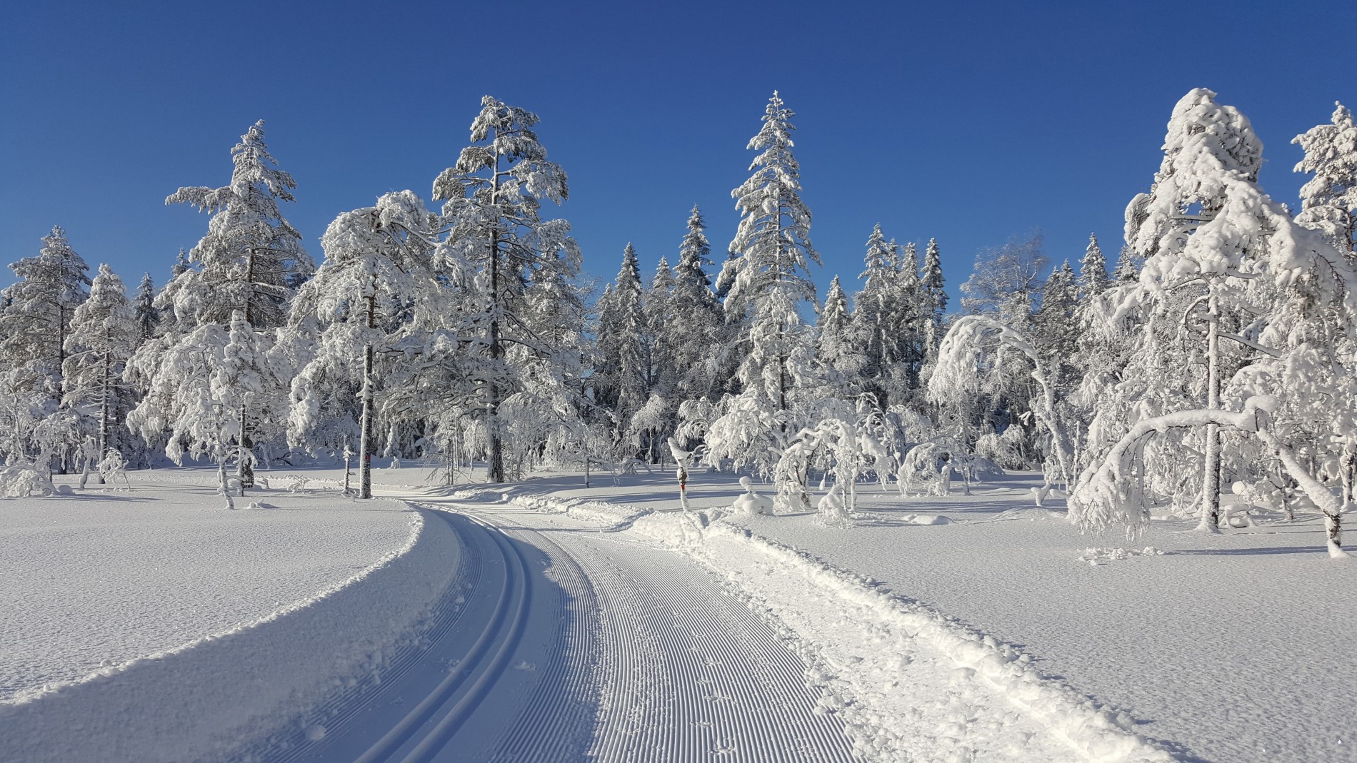Ved Bønnerudtjern på Krokskogen