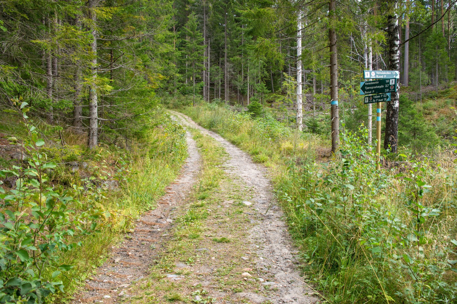 Veien mot Vensåsseter
