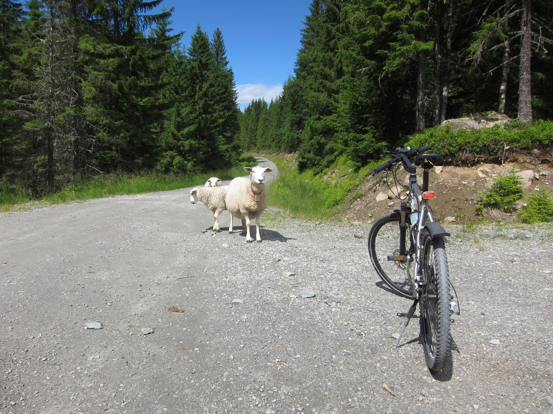 Velkommen til Bøhnshytta