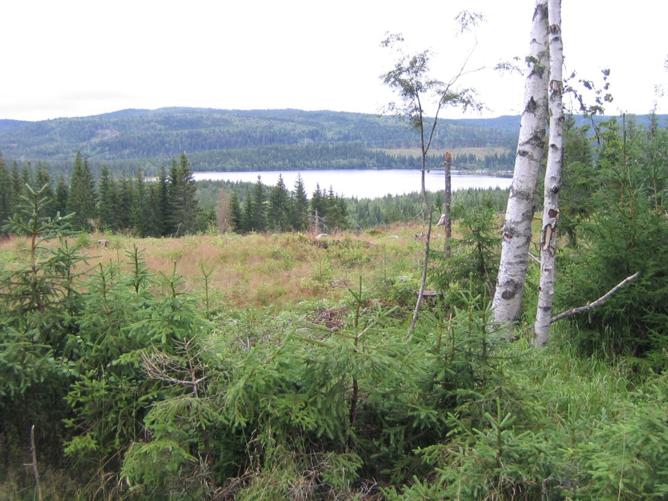 Veslefåtan fra Kuvelia