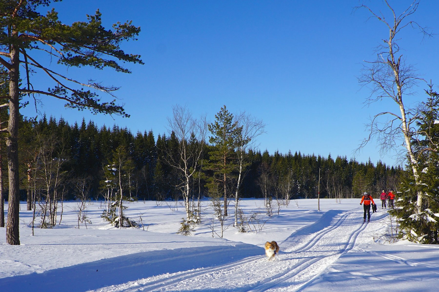 Villmark i nærmarka