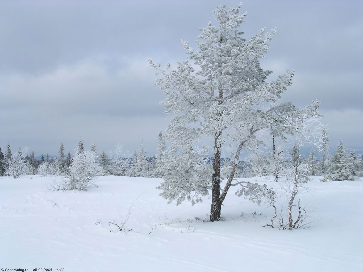 Vinterbjerk ved Bislingen