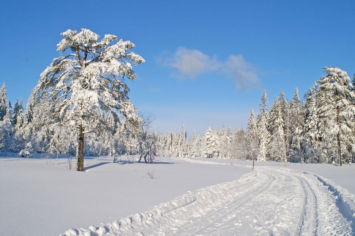 Vintereventyr i Bærumsmarka