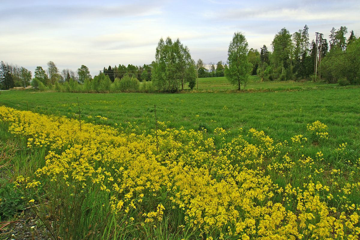 Vinterkarse ved Stein gård